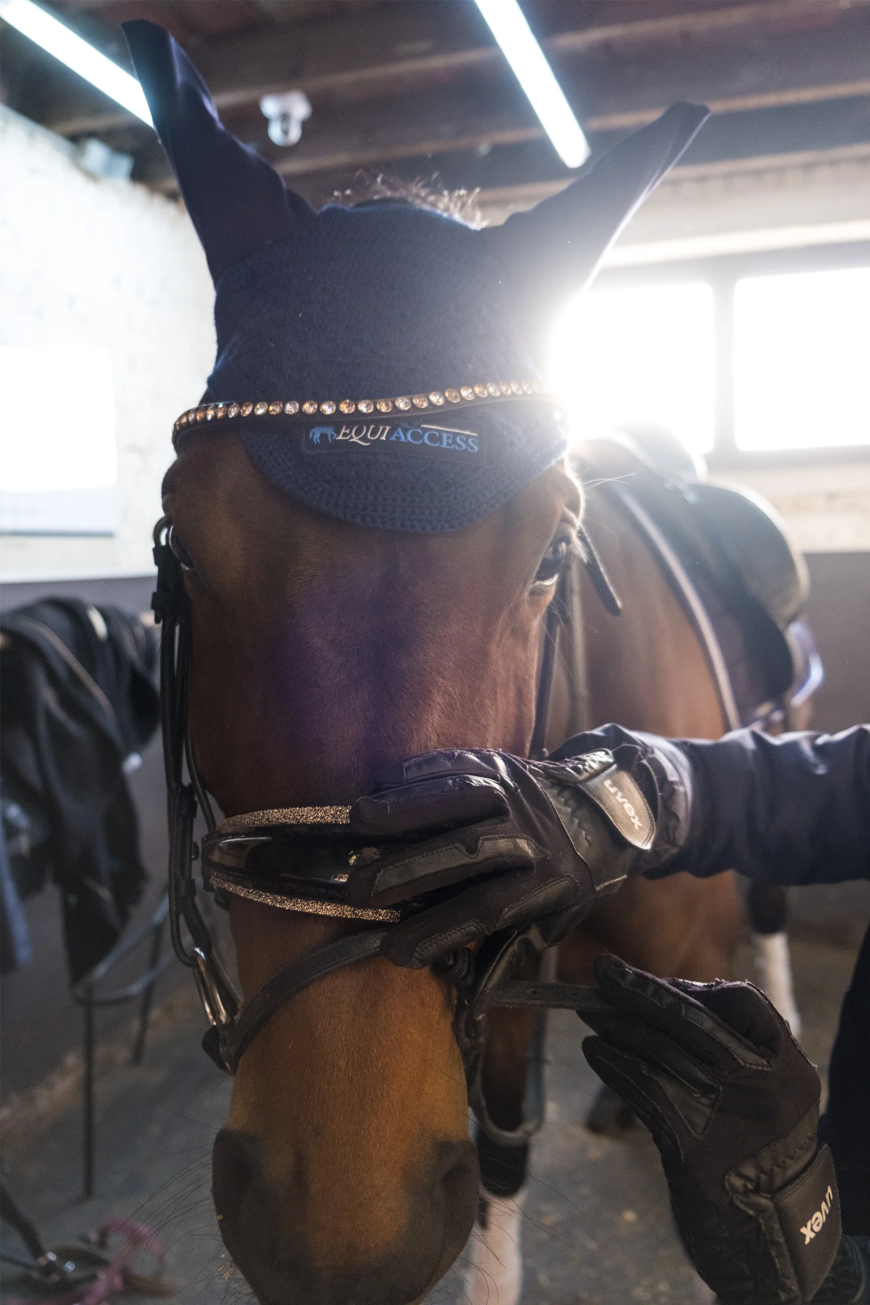 Photoshoot Horses